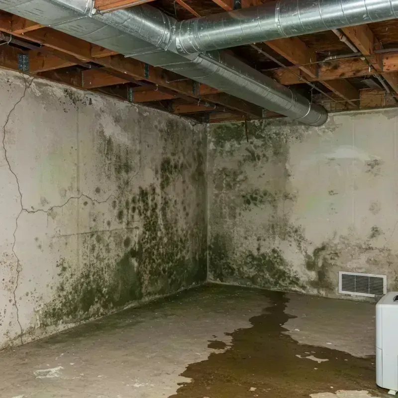 Professional Mold Removal in Bloomington, IL